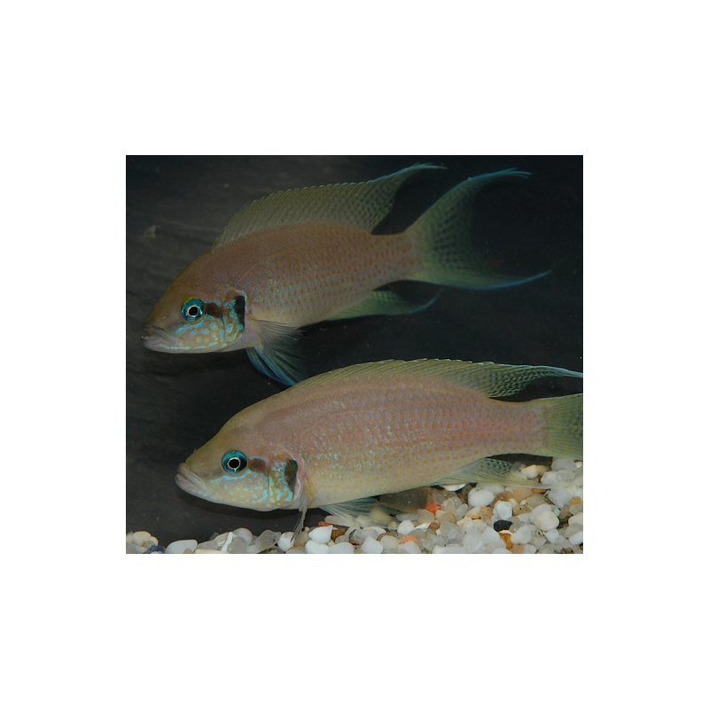 Neolamprologus brichardi 4-4,5 cm
