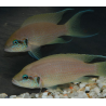 Neolamprologus brichardi 4-4,5 cm