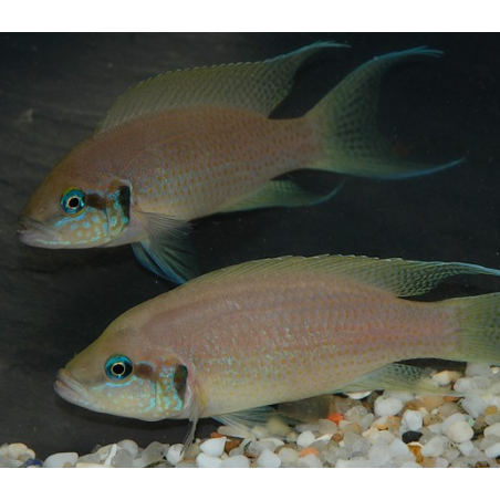 Neolamprologus brichardi 3,5 cm