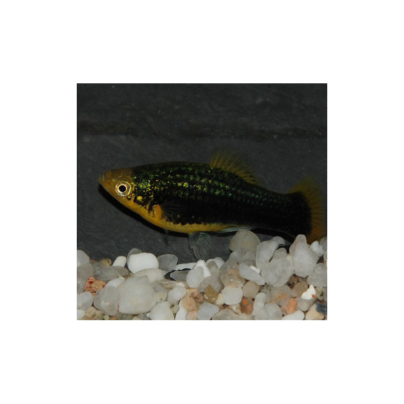 Xiphophorus maculatus (Platy) noir 3,5 cm Xiphophorus maculatus (Platy) noir 3,5 cm