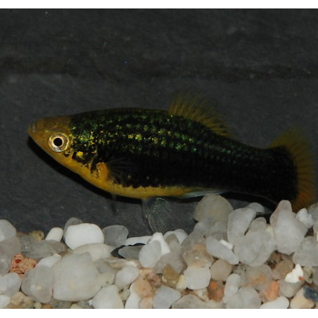 Xiphophorus maculatus (Platy) noir 3 cm