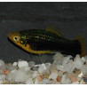 Xiphophorus maculatus (Platy) noir 3 cm