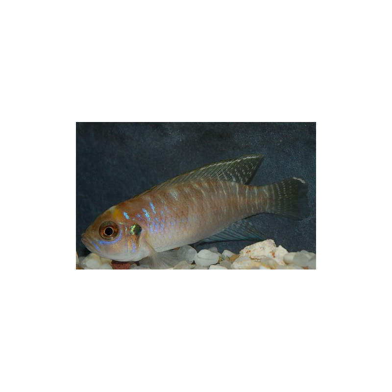 Neolamprologus brevis 3 cm