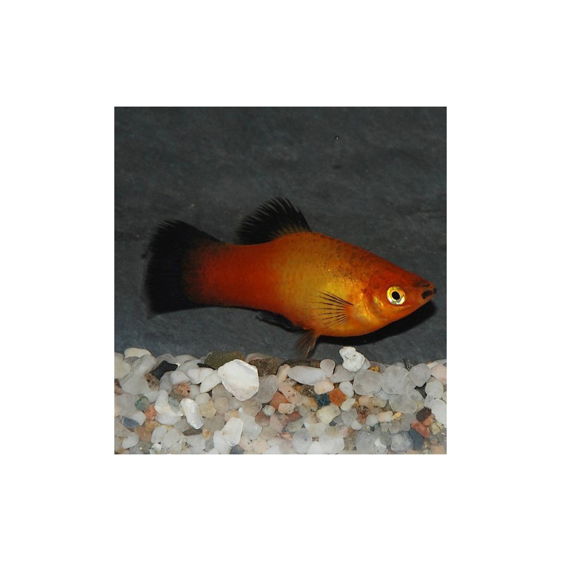 Xiphophorus maculatus (Platy) sunset wagtail 3,5 cm