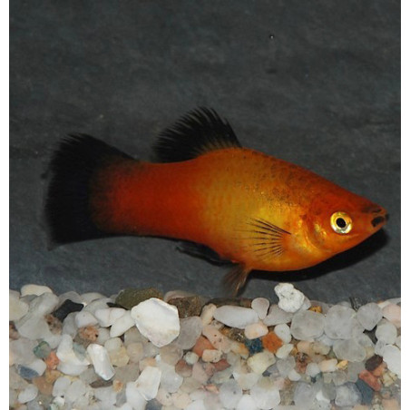 Xiphophorus maculatus (Platy) sunset wagtail 3,5 cm