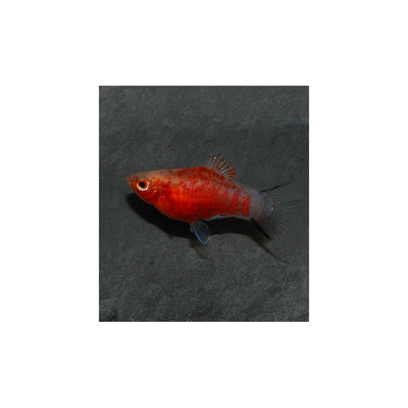 Xiphophorus maculatus (Platy) Corail tigré rouge 3 cm