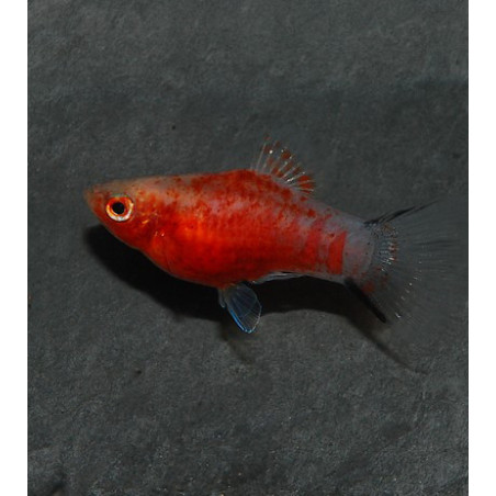 Xiphophorus maculatus (Platy) Corail tigré rouge 3 cm