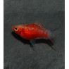 Xiphophorus maculatus (Platy) Corail tigré rouge 3 cm
