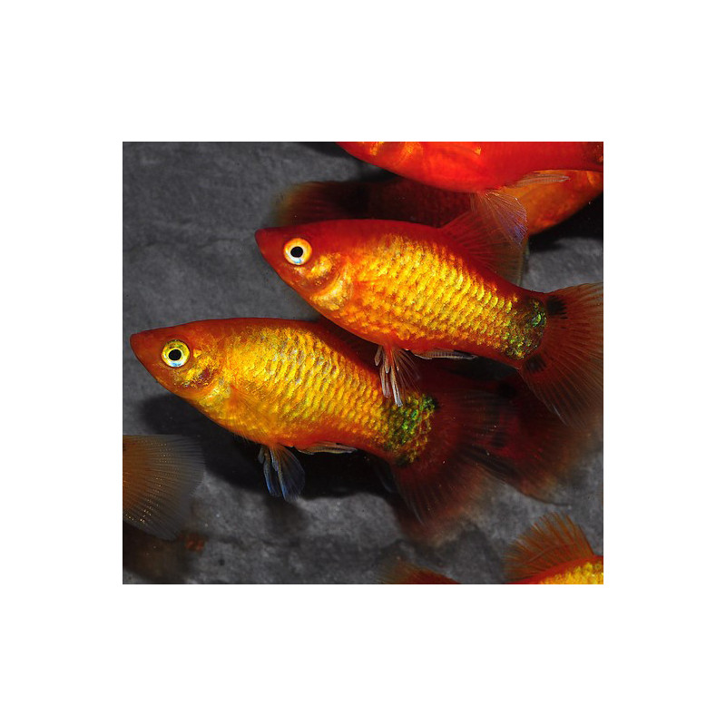 Xiphophorus maculatus (Platy) mickey mouse 3 cm