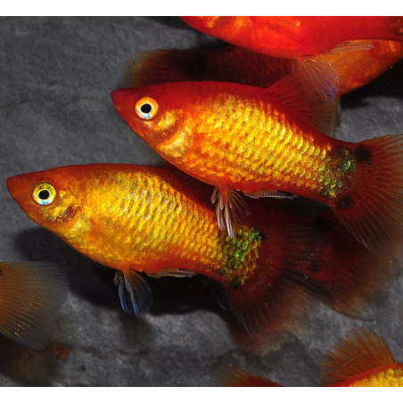 Xiphophorus maculatus (Platy) mickey mouse 3 cm