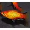Xiphophorus maculatus (Platy) sunset corail 4-4,5 cm