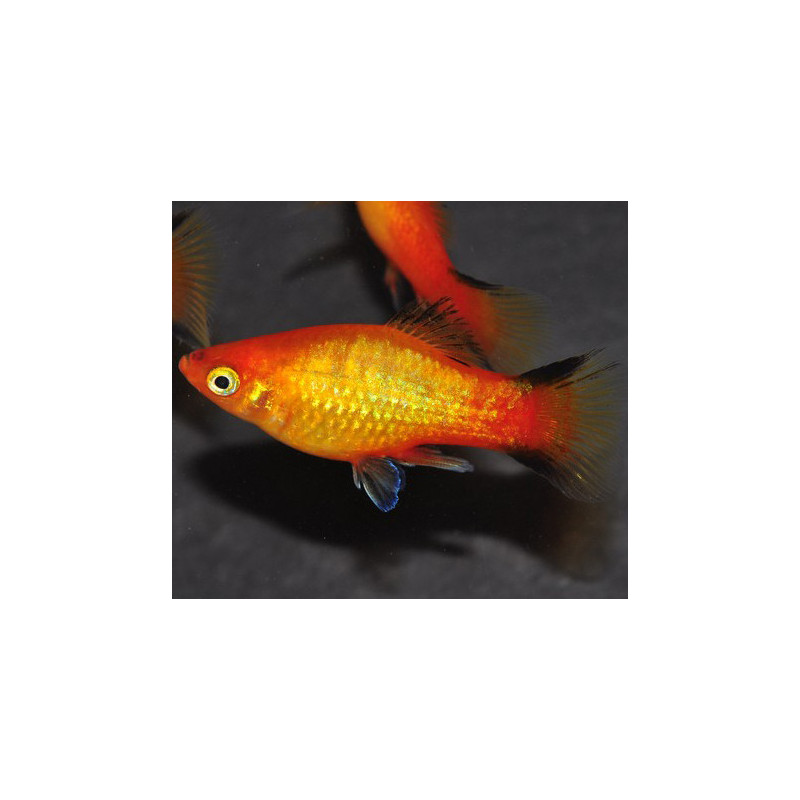 Xiphophorus maculatus (Platy) sunset corail 3 cm Xiphophorus maculatus (Platy) sunset corail 3 cm
