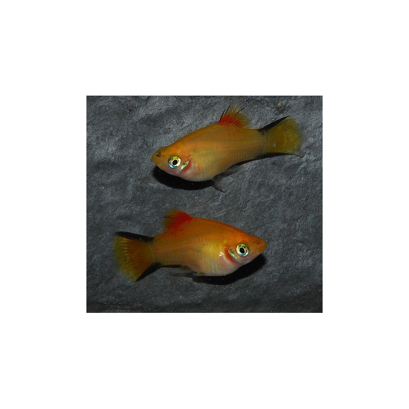 Xiphophorus maculatus (Platy) jaune 3,5 cm