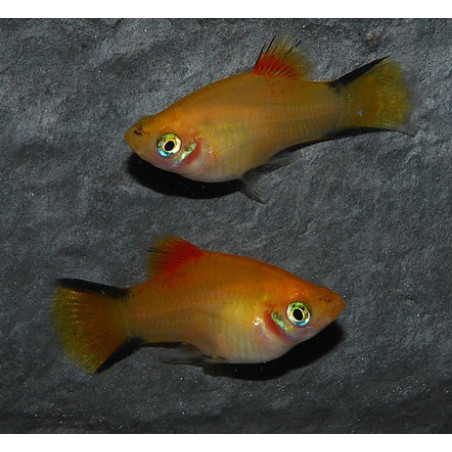 Xiphophorus maculatus (Platy) jaune 3,5 cm