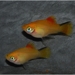 Xiphophorus maculatus (Platy) comète 3,5 cm