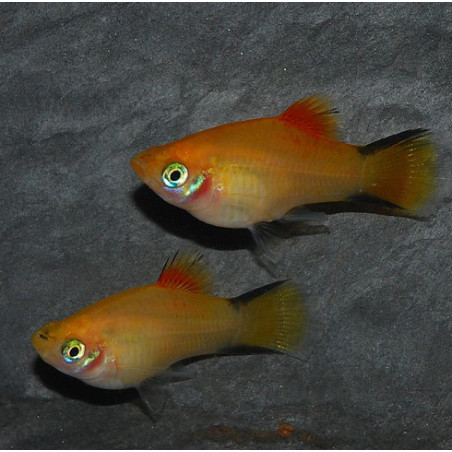 Xiphophorus maculatus (Platy) comète 3,5 cm