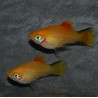 Xiphophorus maculatus (Platy) comète 3,5 cm