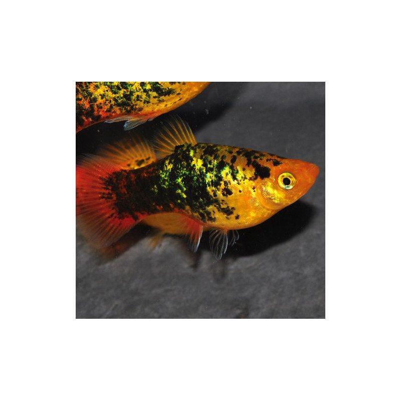 Xiphophorus maculatus (Platy) Sunset calico 3,5 cm