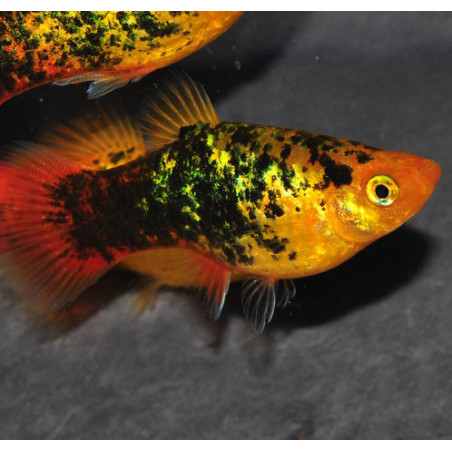 Xiphophorus maculatus (Platy) Sunset calico 3,5 cm