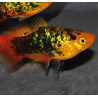 Xiphophorus maculatus (Platy) Sunset calico 3,5 cm
