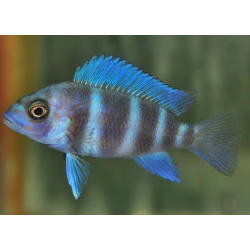 Cyphotilapia frontosa 4-4,5 cm