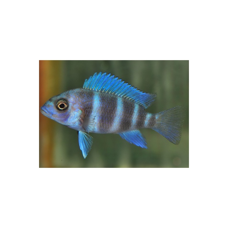 Cyphotilapia frontosa 4-4,5 cm