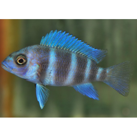 Cyphotilapia frontosa 4-4,5 cm