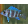 Cyphotilapia frontosa 4-4,5 cm
