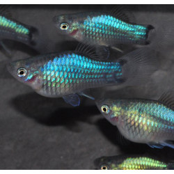 Xiphophorus maculatus (Platy) bleu corail 3,5 cm