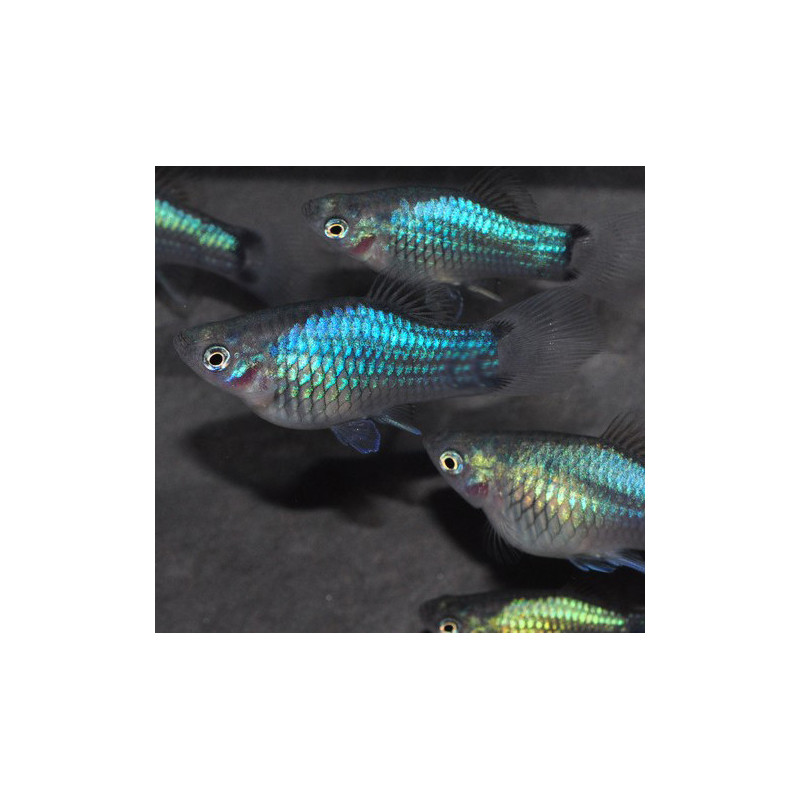 Xiphophorus maculatus (Platy) bleu corail 3,5 cm