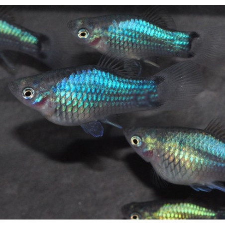 Xiphophorus maculatus (Platy) bleu corail 3,5 cm