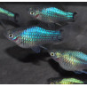 Xiphophorus maculatus (Platy) bleu corail 3,5 cm