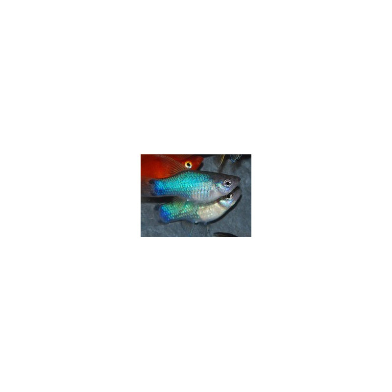 Xiphophorus maculatus (Platy) bleu 3,5 cm