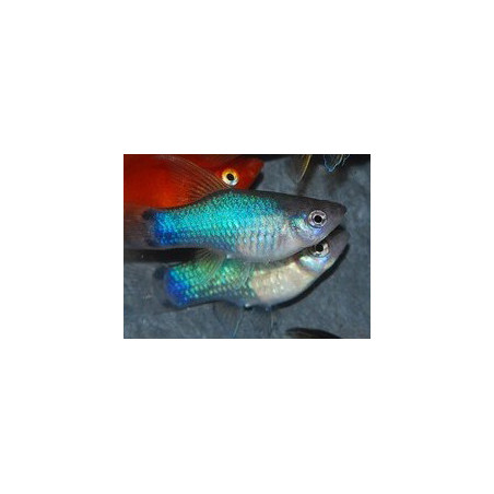 Xiphophorus maculatus (Platy) bleu 3,5 cm