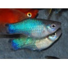 Xiphophorus maculatus (Platy) bleu 3,5 cm