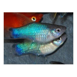 Xiphophorus maculatus (Platy) bleu 3 cm