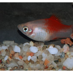 Xiphophorus maculatus (Platy) Red Top Silver 3 cm