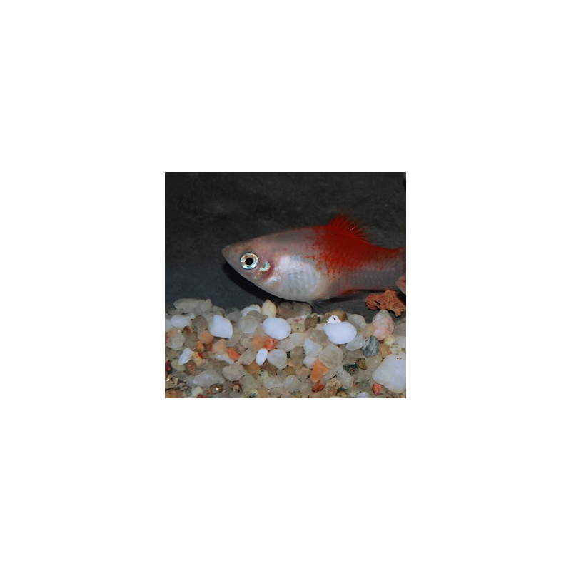 Xiphophorus maculatus (Platy) Red Top Silver 3 cm