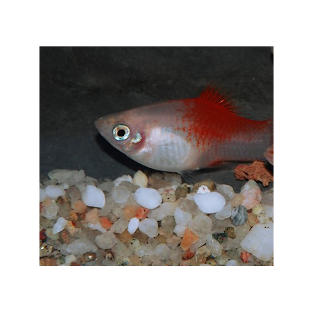 Xiphophorus maculatus (Platy) Red Top Silver 3 cm