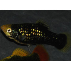 Xiphophorus maculatus (Platy) corail noir 3,5 cm