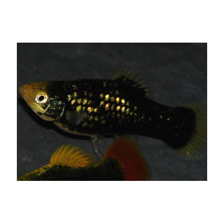 Xiphophorus maculatus (Platy) corail noir 3,5 cm