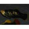Xiphophorus maculatus (Platy) corail noir 3,5 cm
