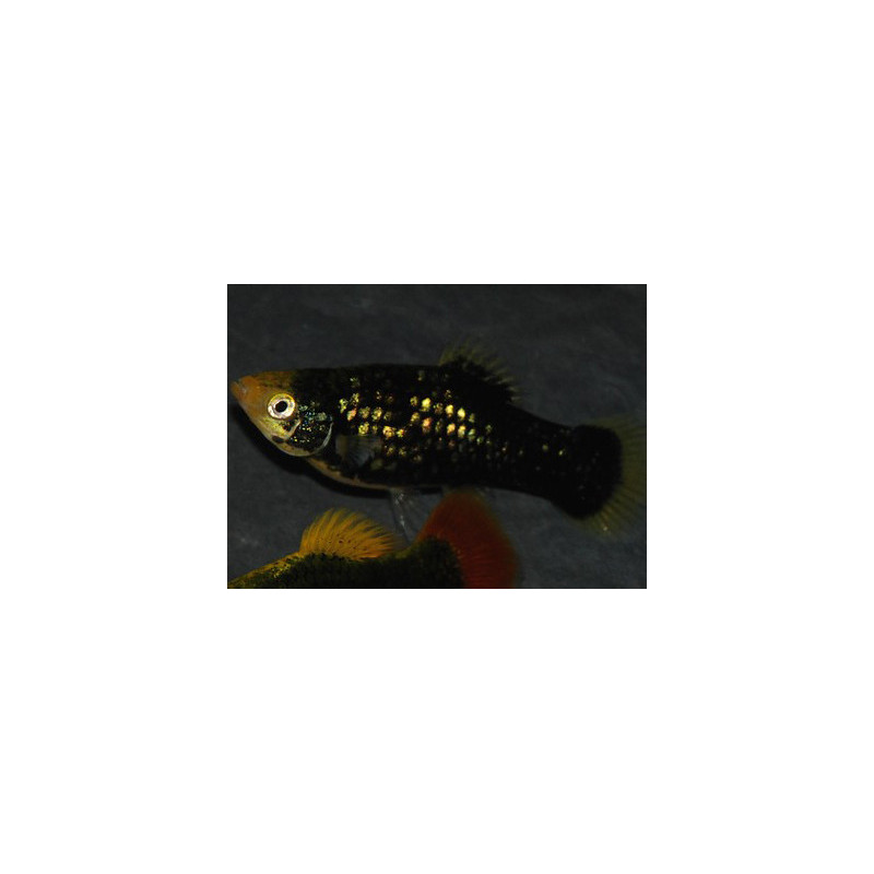 Xiphophorus maculatus (Platy) corail noir 3 cm