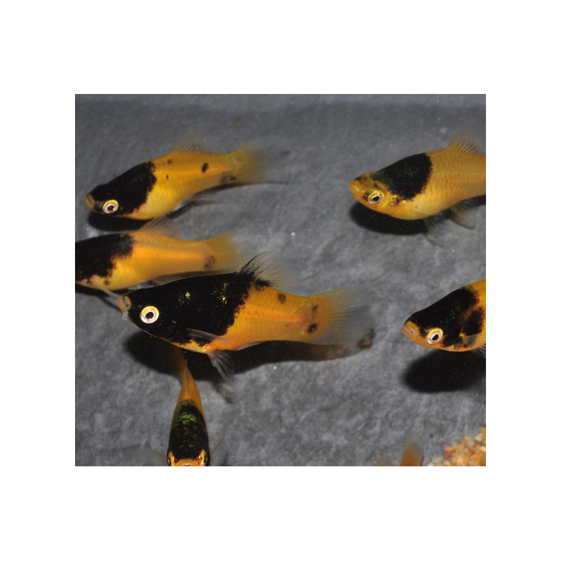 Xiphophorus maculatus (Platy) abeille 3,5 cm