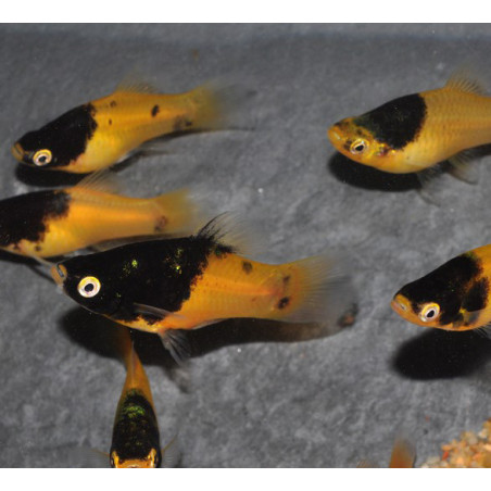 Xiphophorus maculatus (Platy) abeille 3,5 cm