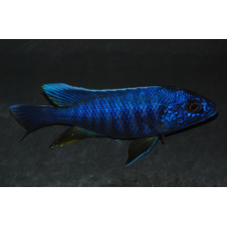 Sciaenochromis fryeri (Haplochromis ahli) 6-6,5 cm