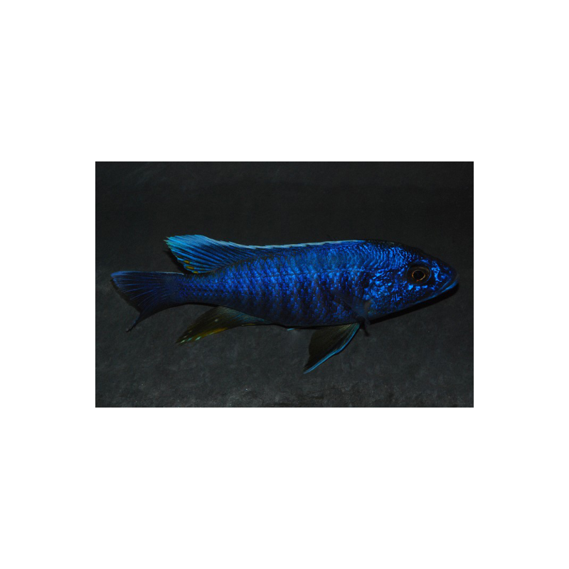 Sciaenochromis fryeri (Haplochromis ahli) 6-6,5 cm