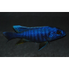 Sciaenochromis fryeri (Haplochromis ahli) 6-6,5 cm