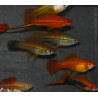 Xiphophorus helleri (Xipho) Assortis 7-8,5 cm