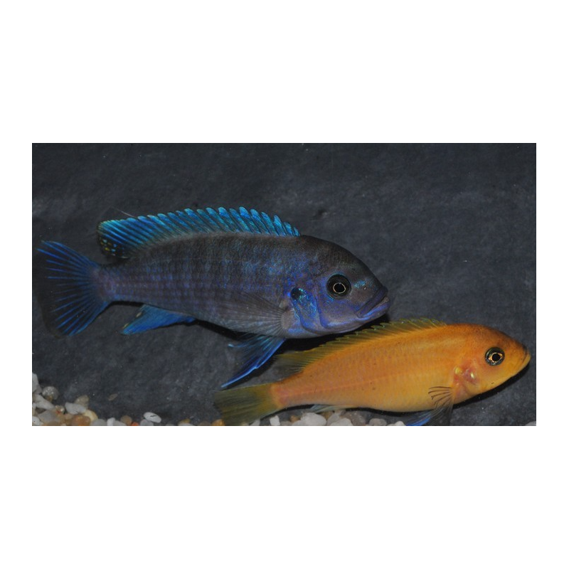 Metriaclima estherae, mâle et femelle O (zebra rouge)  4-4,5 cm